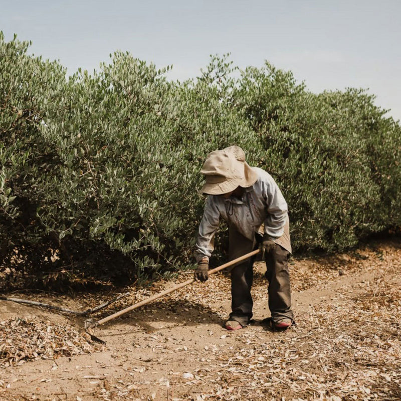 Jojobino ulje: Zlatno čudo